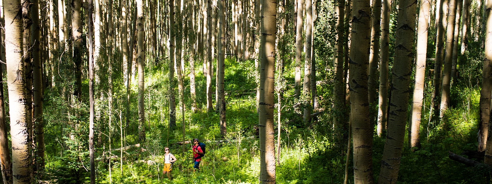 a man and women walk through a green forest