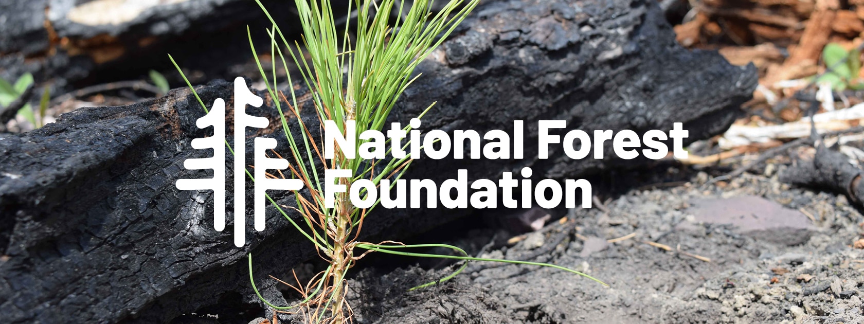 tree sapling with a centered National Forest Foundation logo