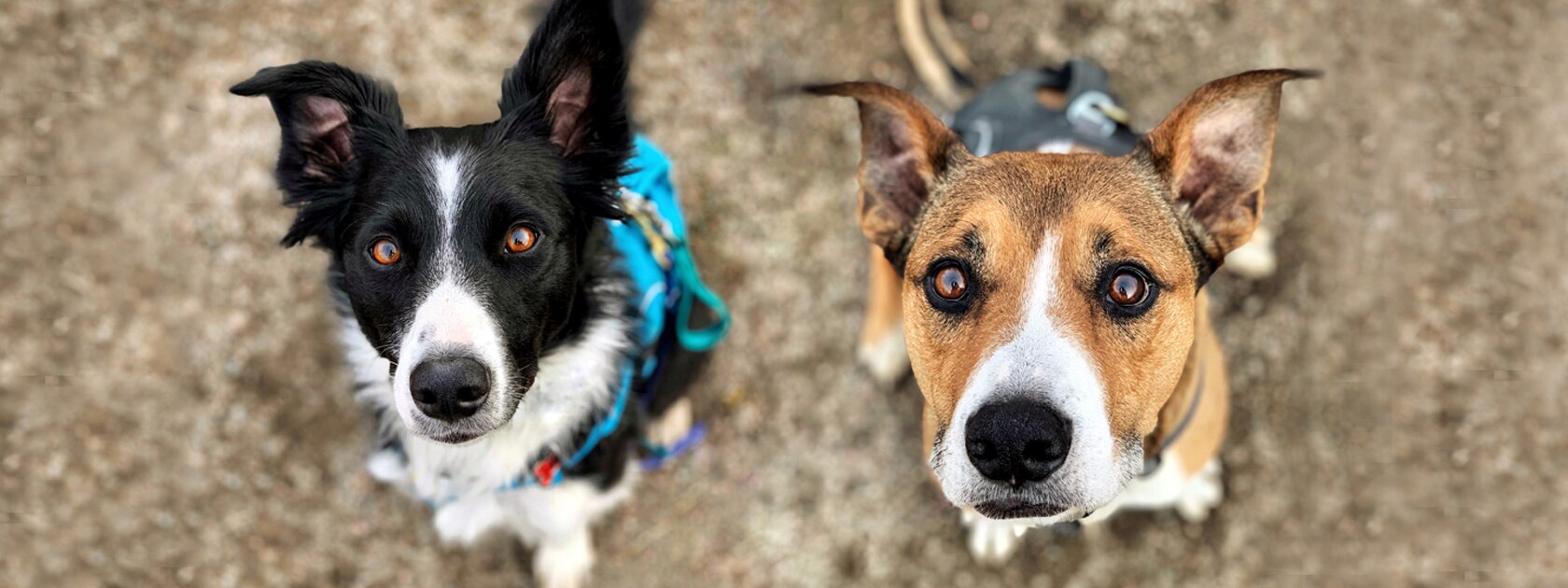 a black and white dog and brown dog sit next to each other looking up at the camera