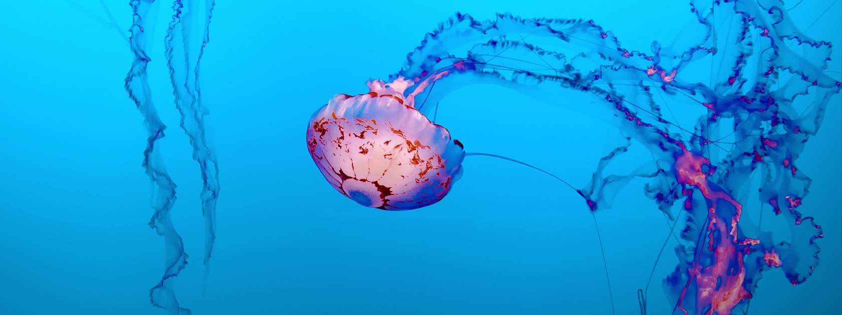 a purple jellyfish floats in bright blue water