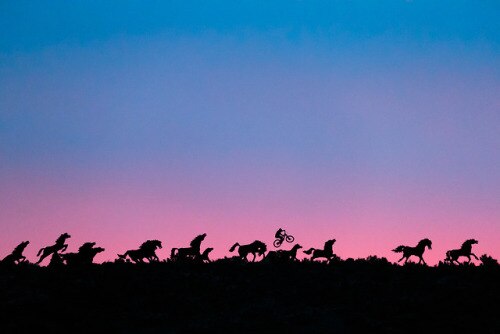 Black silhouette of running horses and a jumping mountain biker against a pink and blue sky