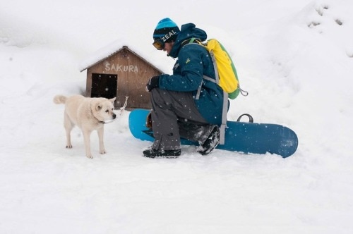 man with blue snowboard kneeling on the ground in the snow in front of a white dog