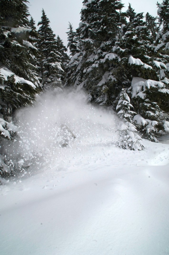 spray of snow behind a snowboarder riding between trees