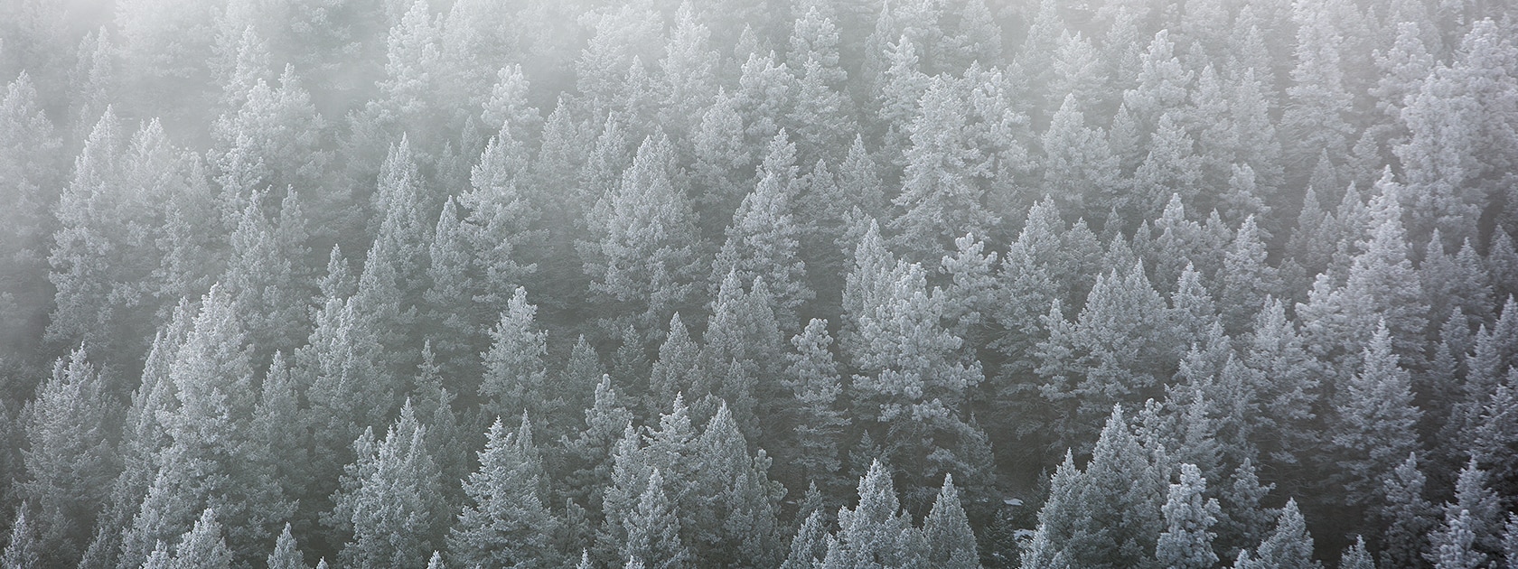 gray colored forest of trees