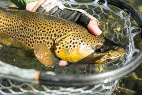 man's hand holding a yellow trout in a net in the water