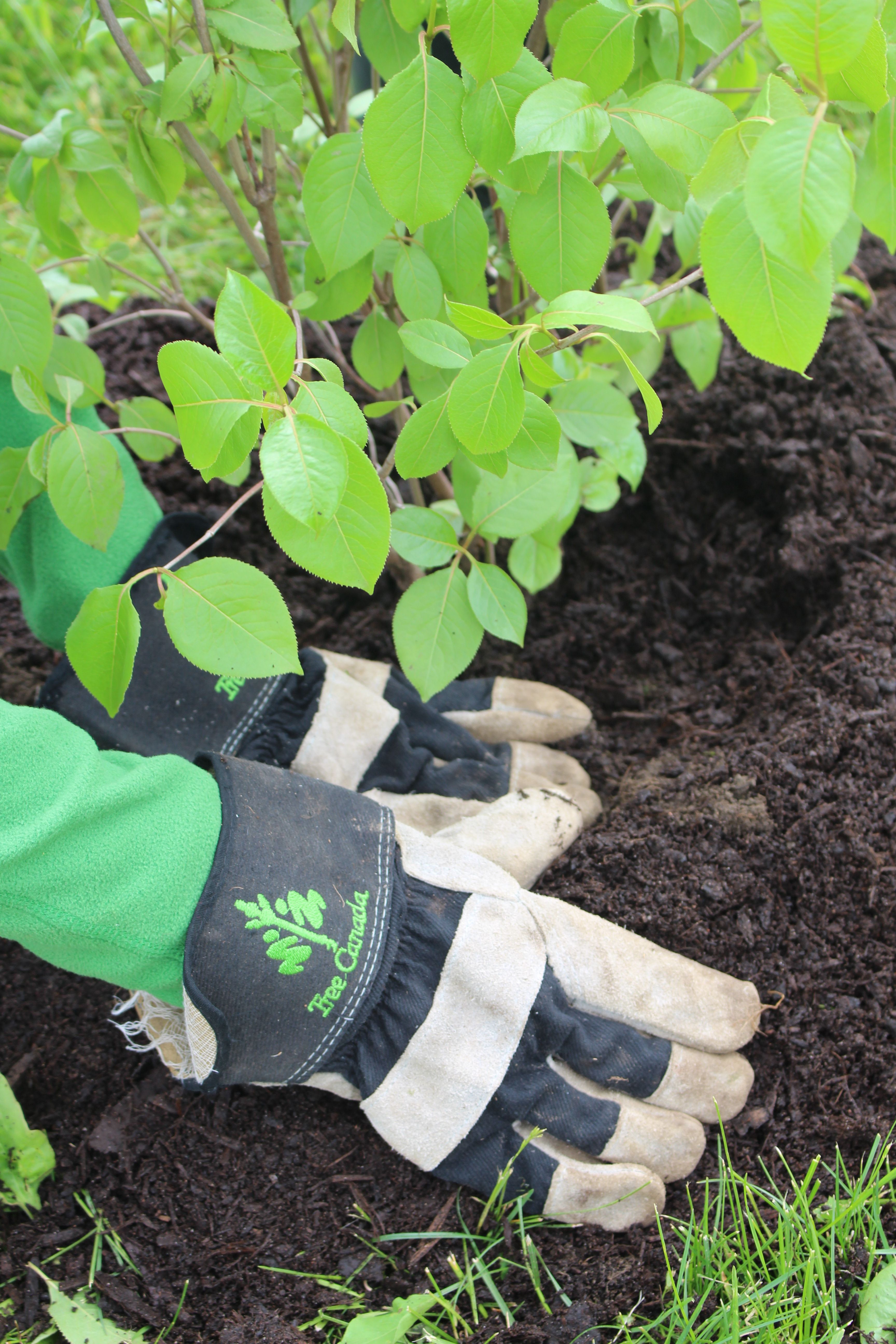 Two hands wearing gardening gloves planting a small tree sapling 