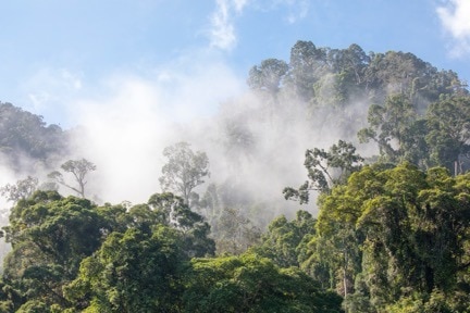 clouds among the treetops of a tropical jungle