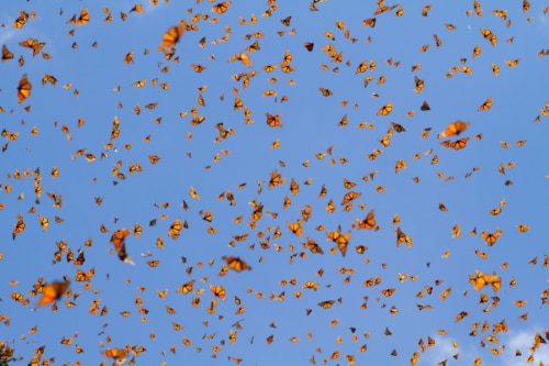 hundreds of flying monarch butterflies against a blue sky