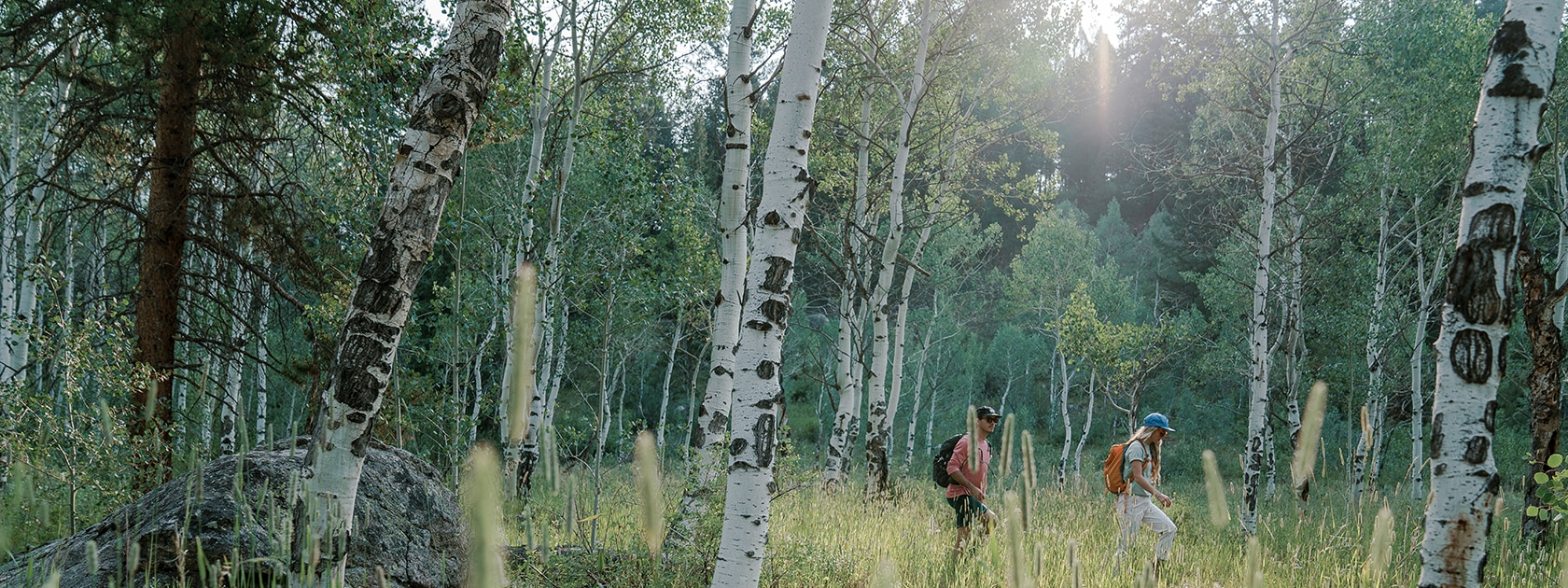 a man and a woman walking through a forest of aspen trees